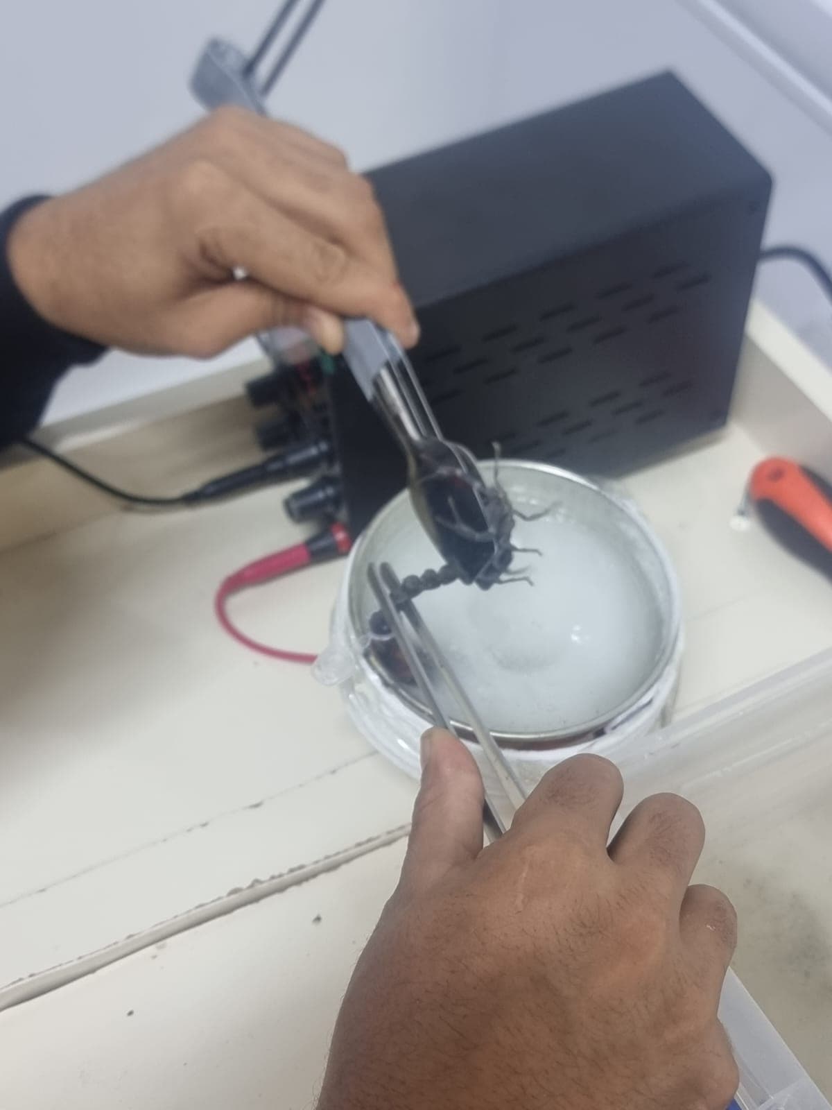 Əqrəb sağımı