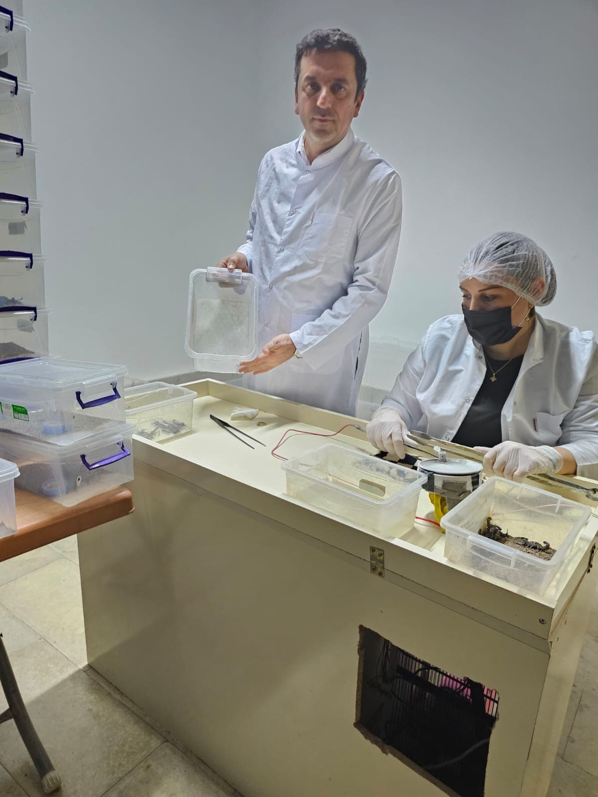 Laboratoriyada zəhər sağımı prosesi