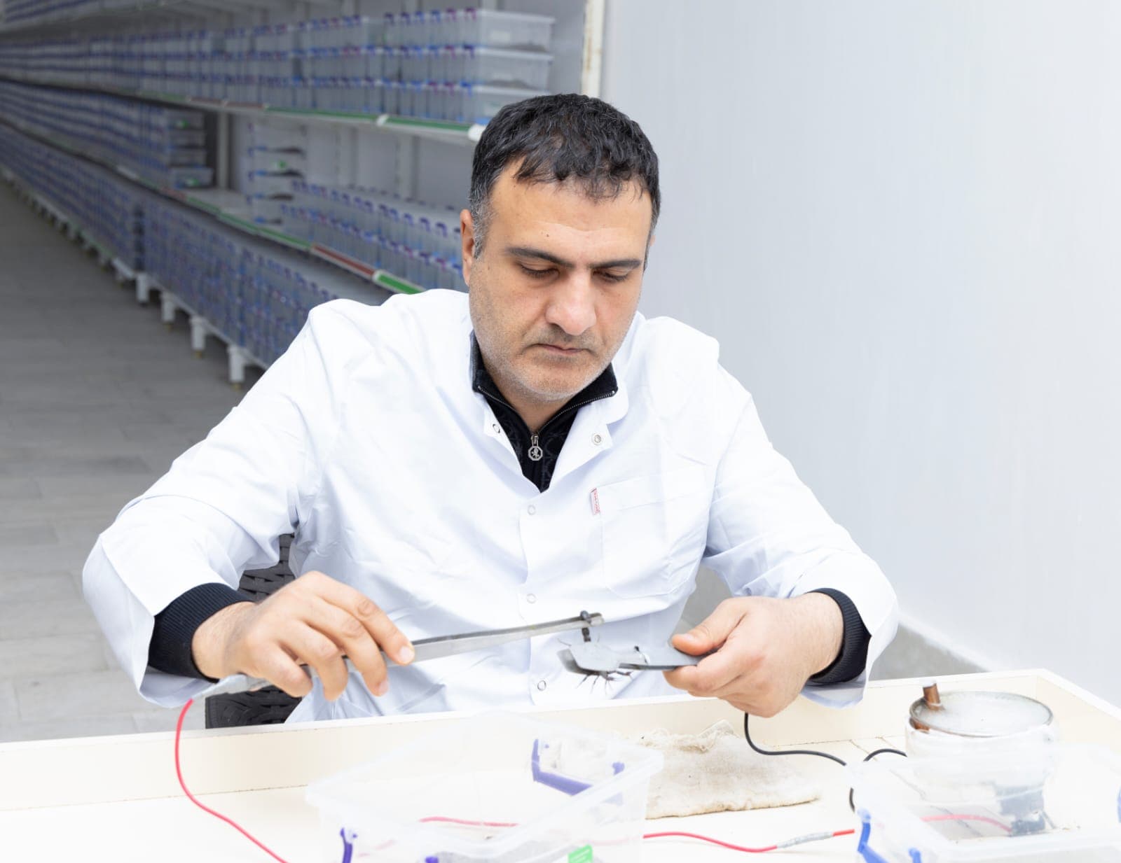 Azərbaycanın premium əqrəb zəhəri təsərrüfatı