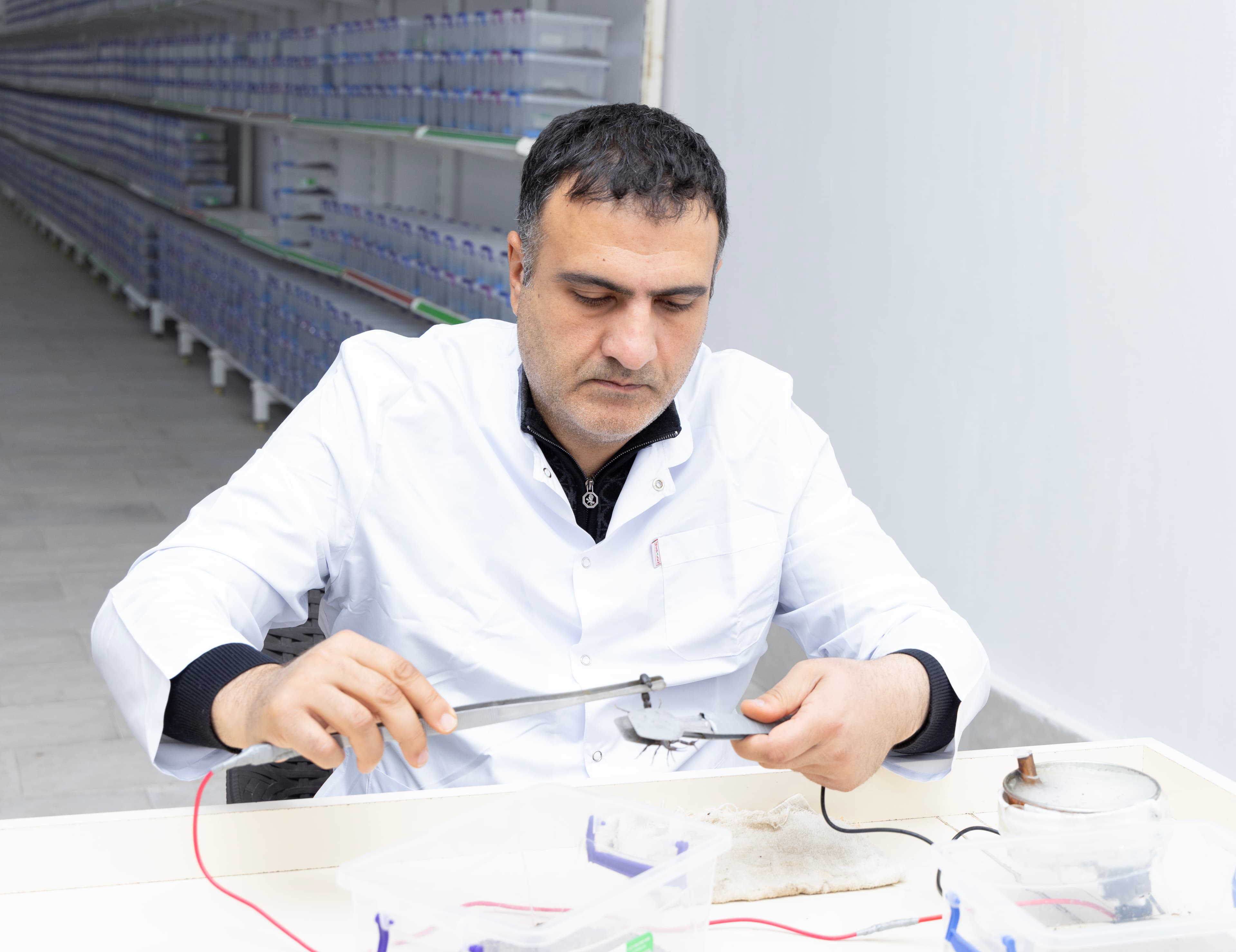 Azərbaycanın premium əqrəb zəhəri təsərrüfatı
